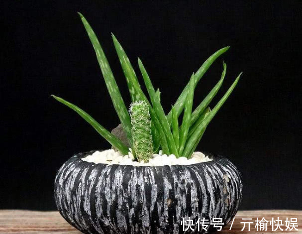 芦荟总是长不大只需要注意3大点，芦荟叶片肥厚长势好