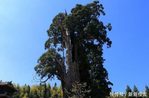 我国最奇特的古树，树干被掏空却存活了1500年，游客可出入树洞