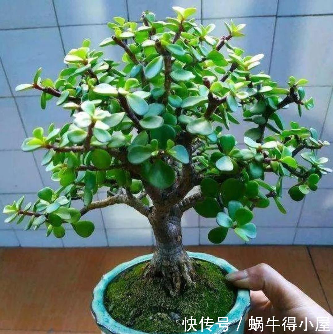 种树|家里养“2种树”,剪的越狠,长得越快,成老桩盆景