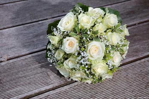 4种适合养在客厅的树，耐旱好养活，寓意好还能净化空气