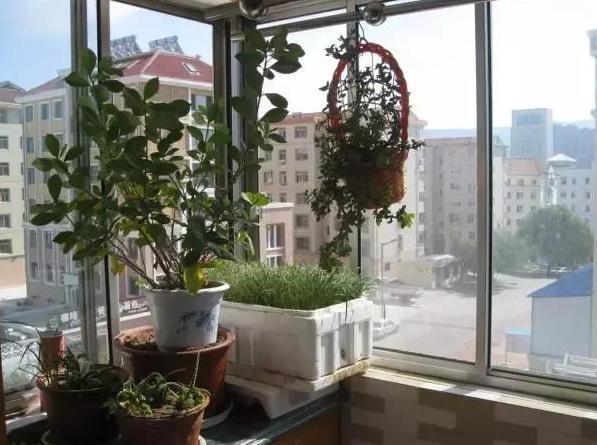 养花神器泡沫箱这般制成自动浇水箱、堆肥箱,省劲、实用!