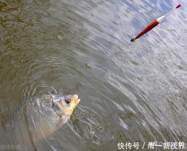 想要轻而易举垂钓到深秋的大鲫鱼,一思路和三技巧可谓是锦囊妙计