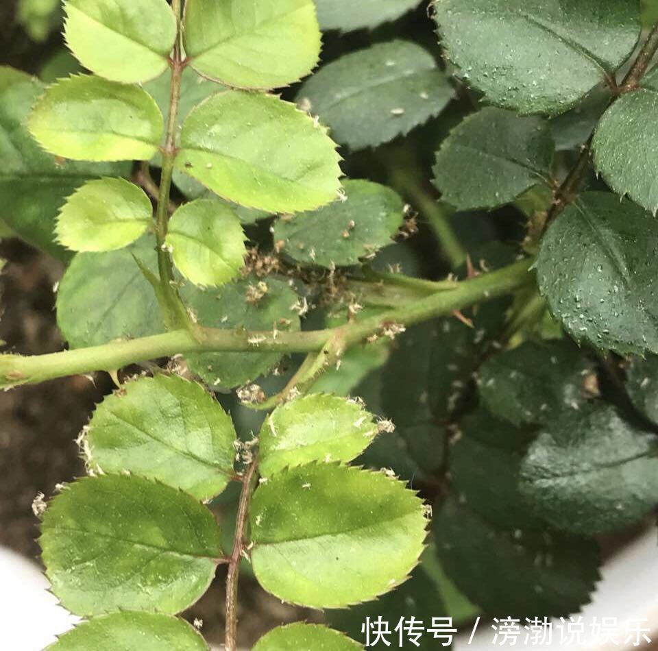 杀菌|养花上盆前，记得“多做一步”，不然“招虫子”，还烂根！