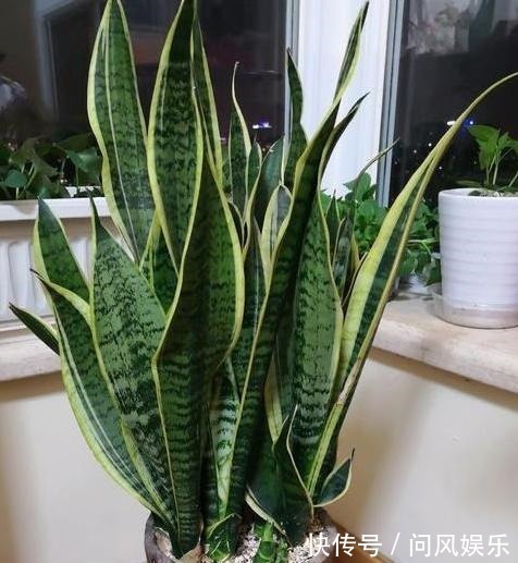 养殖盆栽虎皮兰,该如何加深叶片纹路掌握4点株型美、叶片肥