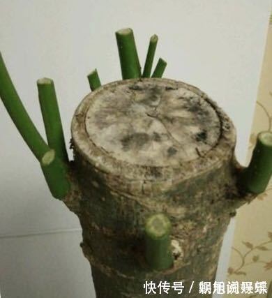花卉|下面4种花枯死也别扔,叶子全剪掉,“新芽”1个月后就窜出来