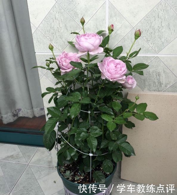 “无缺点”月季花,四季开花,香气浓郁,南北都能种,室内也能养!