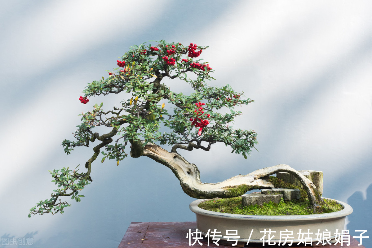 娟子|这3种家中常见“黑色物质”,在花盆里铺一层,养啥花多会很旺