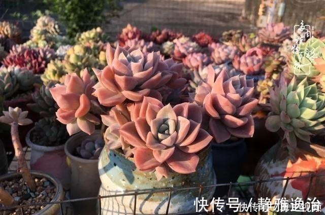 静夜|养多肉三年多,初见惊鸿!累并快乐着!养多肉三年多,初见惊鸿!累并快乐着!