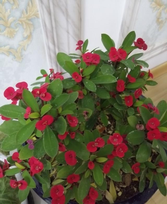 玛格丽特|开花易爆盆的6种花,再忙也要养一盆,美翻你的阳台