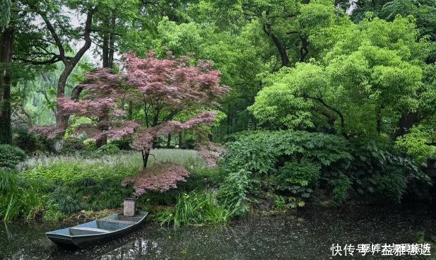 春意盎然|杭州雷峰塔边有个养生景点，杨柳吐翠，美景连片，一片春意盎然！