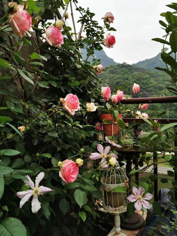 花园|六年前买了一套顶楼房，这个15㎡的露台花园，成了我的“桃花源”