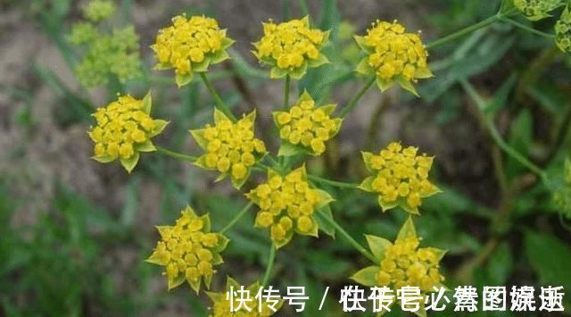 野草|果园旁一种野草，若遇见，请别再摘掉，目前176元一斤