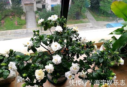 养栀子花,记住“8个字”,永远不黄叶,叶片油绿,枝头窜满花苞