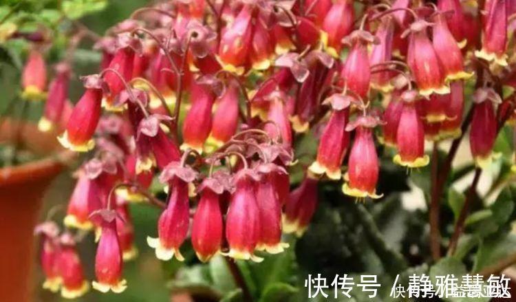 桔梗|养花就养此4种,好养易活花量大,还能散发淡淡的香气