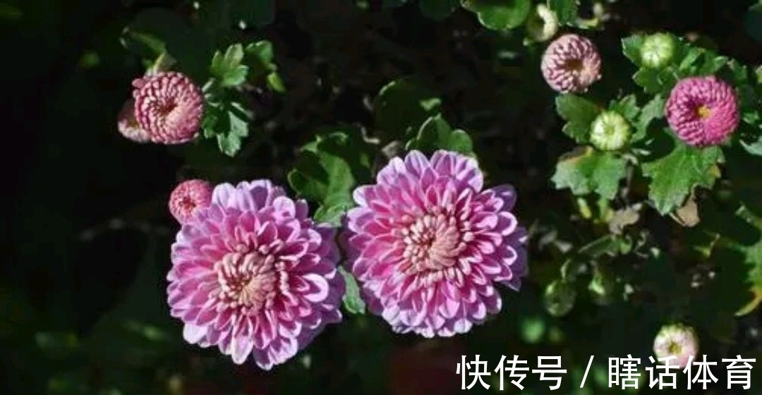 a8705","r":"fa2a4e660baedd8f","rawurl":"http://zm.news.so.com/0dc58480df6485e3b14bc0f19416089d","recalltag":"__0__1773","recalltype":"channel","refer":"","requestid":"07bcf68fc86eb370902a481c4db1f1f3:9585c67d