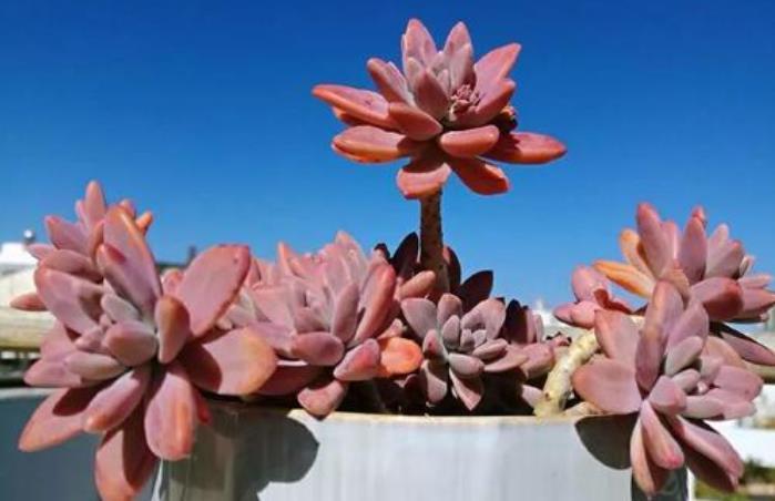 刚开始接触多肉选这“6种”，皮实耐养不易死，养出状态也很美！