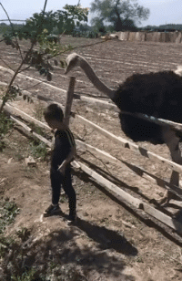 |搞笑GIF趣图:“我就俩要求,女的,不傻就够了”