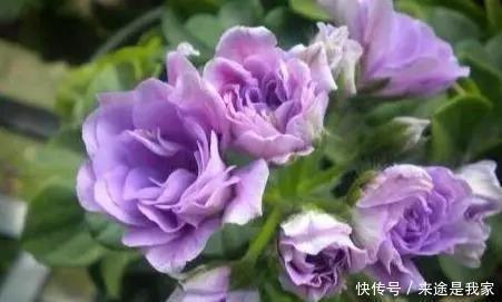 长寿花|家里不知道养什么花好,6种漂亮又好养的盆栽考虑一下