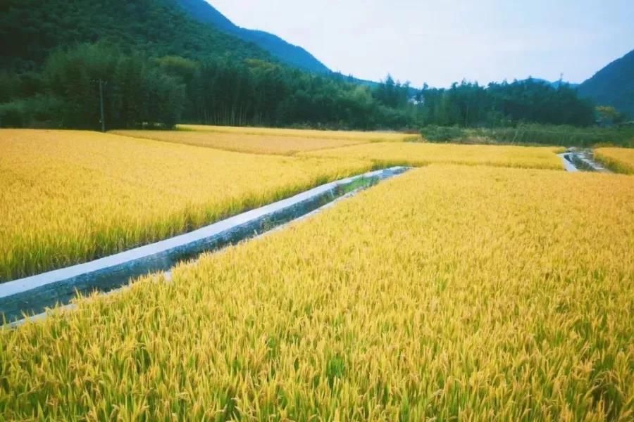 新闻直播间|余杭稻田上央视啦！秋日最靓丽的风景线，都在这里！