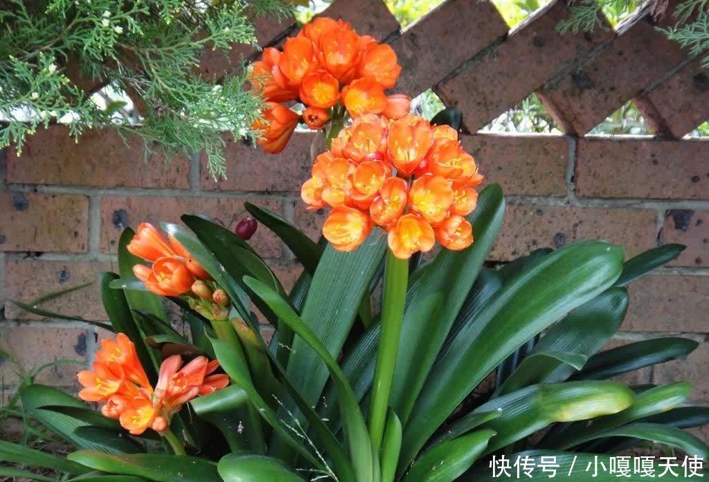 春天养君子兰，要做好“三步”，长新叶、花朵盛开