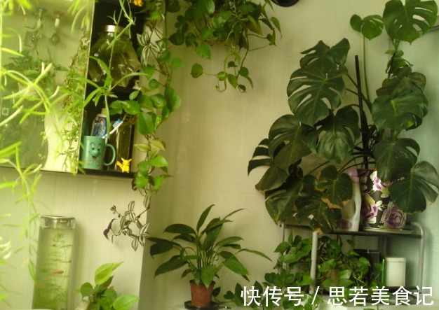 6种“洋气花”，厕所里养的旺，臭味吸光，卫生间变小花园