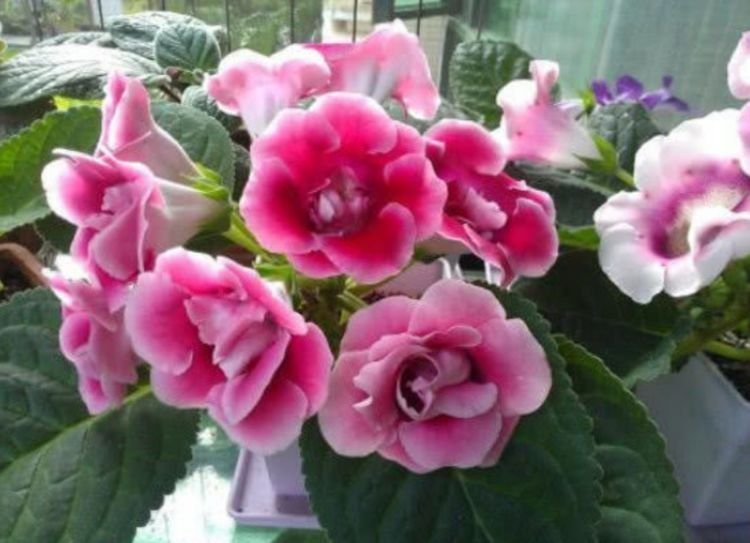 5种花美的出奇,开花勤,花色多又美,是非常漂亮的盆栽