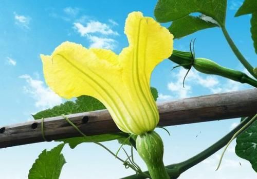 烂在农村地里的南瓜花,其实有很大的作用,能止咳祛痰,消除疲劳