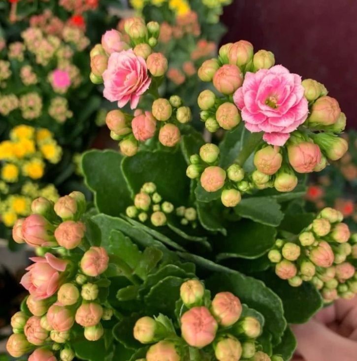 养花就养这几款,漂亮寓意好,大家都抢着买,你家有吗