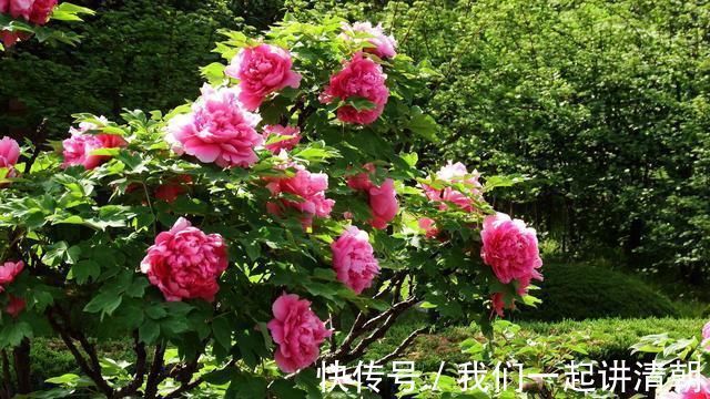 买花@白居易写的这首《买花》，语言浅显易懂，却又充满讽刺批判意味