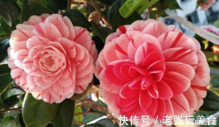 茶花|养花就养3种花，家里养一盆，开花漂亮花期长，谁养谁喜欢