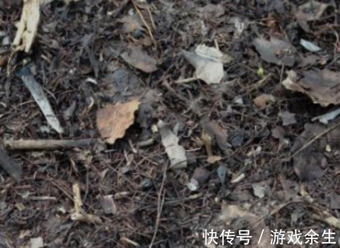 盆土板结怎么办,养花一定要有好土,你都了解过嘛