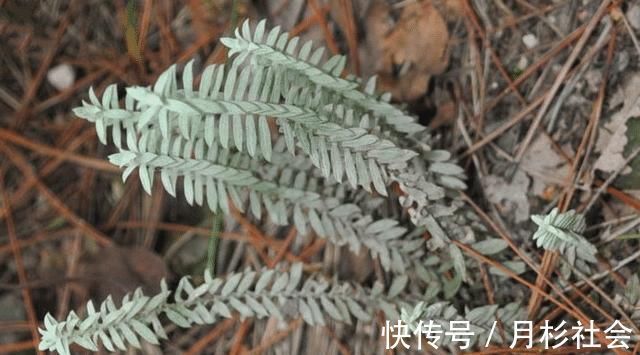 它便是“鹿茸草”,若出现您家乡,请辨认,目前252元一斤