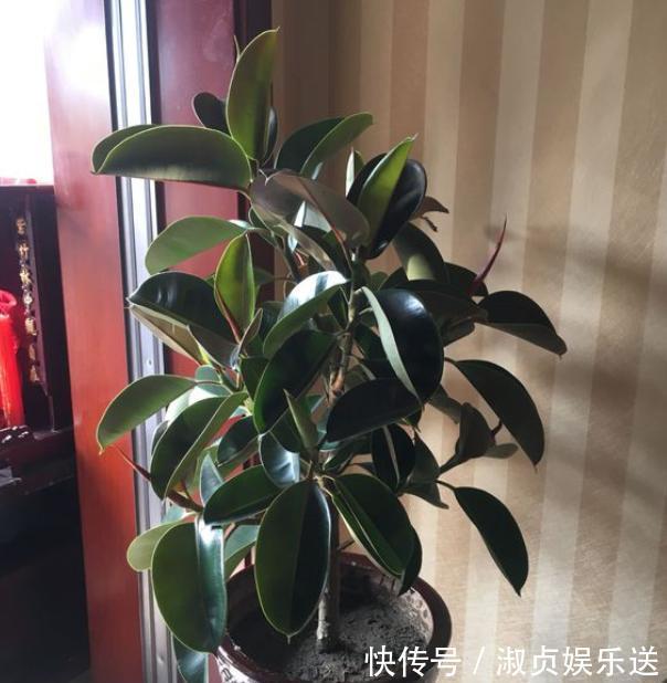 叶片|这东西“家家有”，给橡皮树埋花盆里，橡皮树疯长，叶片大又亮