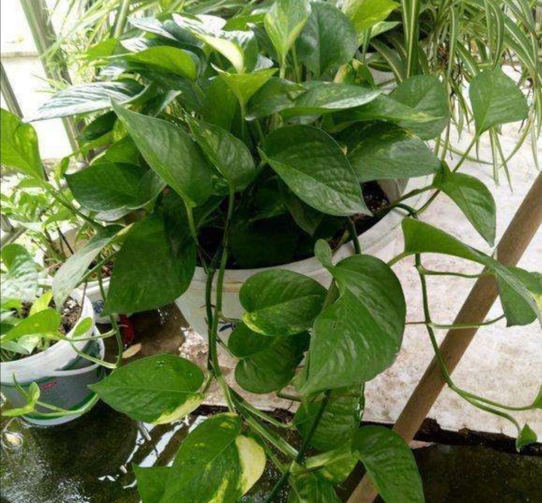 绿萝长得慢、叶子小,掌握4个养护要点,长势旺盛,叶子浓绿