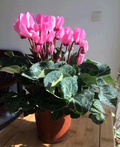 “不怕寒”的3种花,只在冷天开,越冷花越“艳”,冬季养最合适