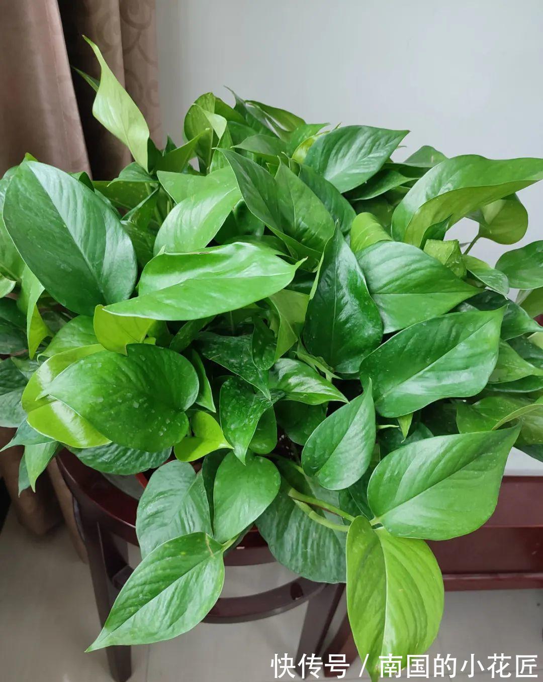 叶片|夏天怕晒的花,赶紧搬到阴凉地儿,再晒成枯杆了