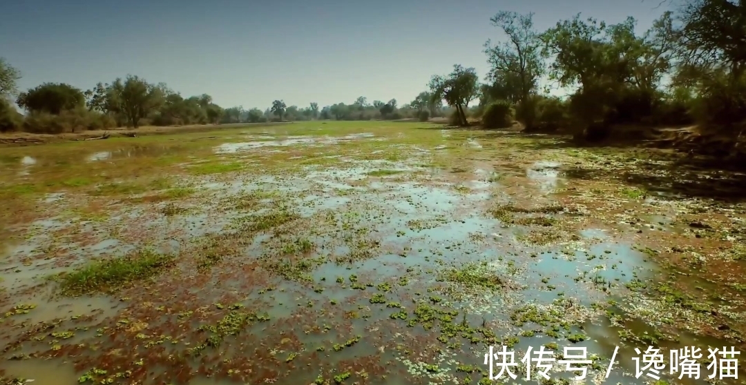 |自然界的“笑话”:每年有成千上万的鱼群,被河马粪便活活憋死?
