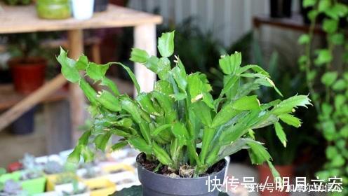 11月养蟹爪兰，用上3个狠招，一个叶片冒5个花苞，特喜人