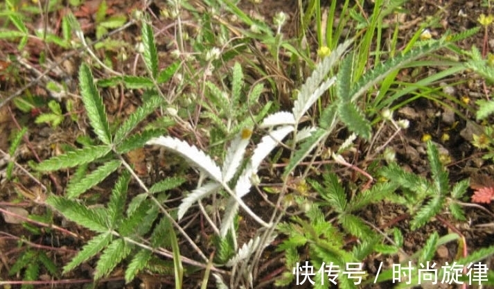 鸡腿根|农村才有的一种野草，它根常被挖来当“零食”吃，全株珍贵得重视