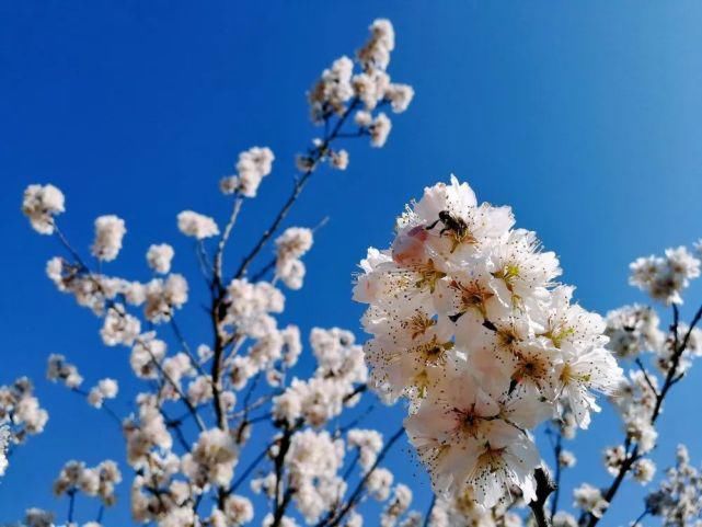 新平平甸：百亩樱花怒放“花田喜事”