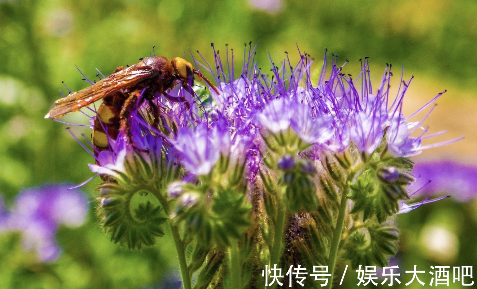 桃花|8月底，桃花细腻，熬过霉运，3生肖历经风雨，重拾情缘，再获挚爱