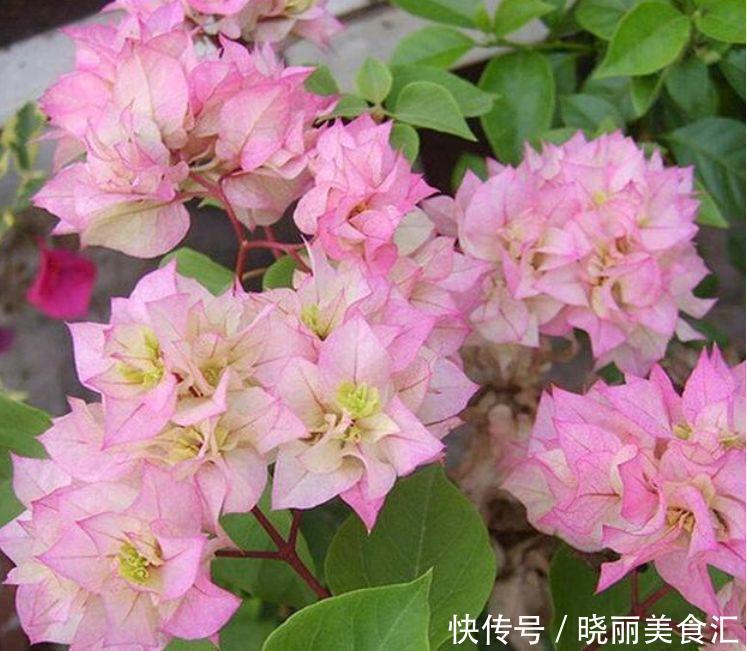 此花超漂亮，沾土就活，开花又大又艳，高端大气上档次