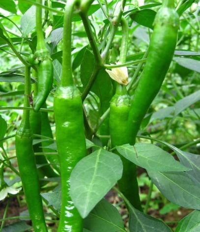 健康|经常吃辣椒,对健康是好还是坏很多人不清楚,早知早好