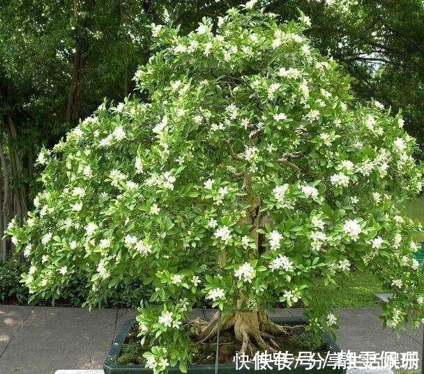 九里香|这两种花再贵也要舍得栽2株,一种适合在室内,一种适合在室外!