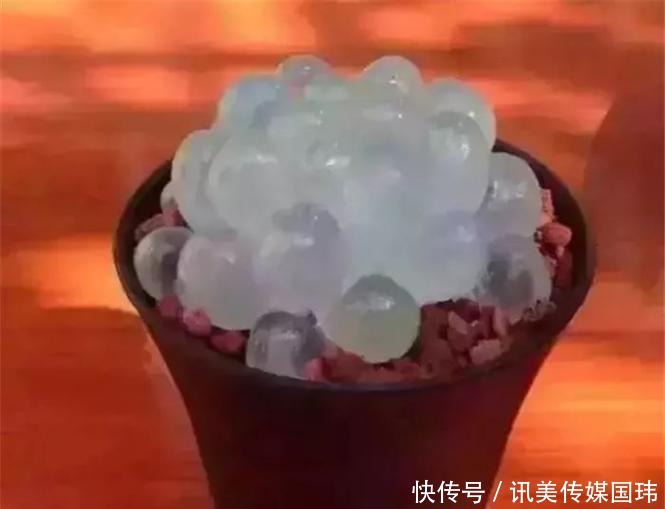 喷洒|价值过万的“三多肉”,一上色就惊艳全场,颜值之高让人大开眼界