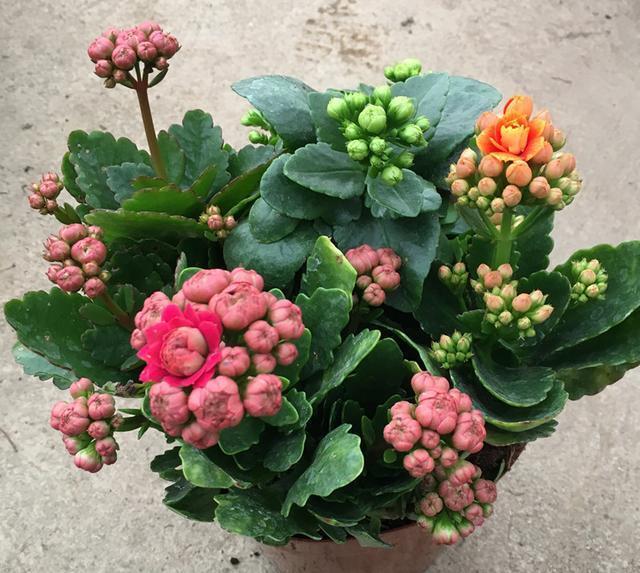 长寿花不开花1个经典催花法,满头挤花苞,开到明年5月底