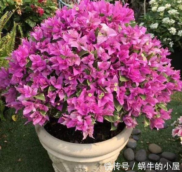 花卉|懂行的人冬天坚决不买三种花，冬天都不会买，白给也不要