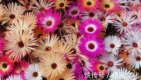 喜欢在家中养护花卉,就选择花期长,花色绚丽的3种花卉,非常美