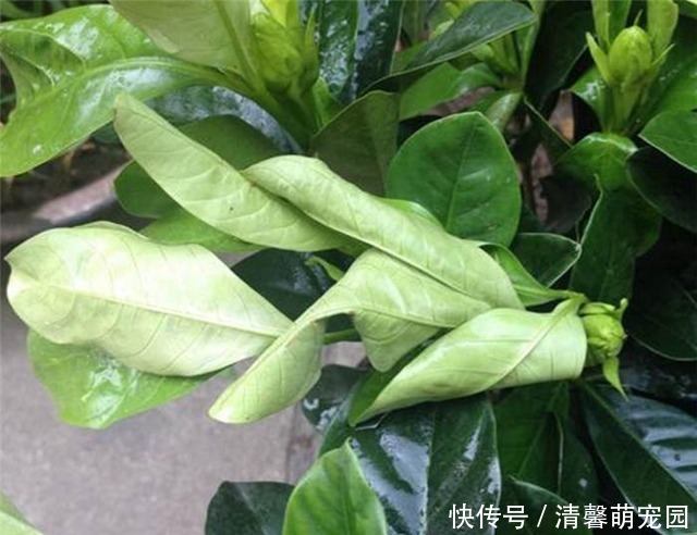 焕发|蔫掉的盆栽不要扔,一个小方法,焕发生机狂发芽