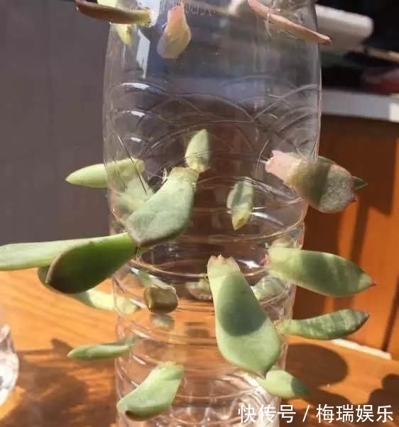 叶片|“塑料瓶”竟是养花神器,学会“4种”用法,一生受用、养花旺